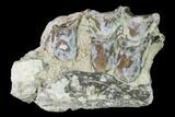 Oreodont (Merycoidodon) Jaw Section - South Dakota #136020-1
